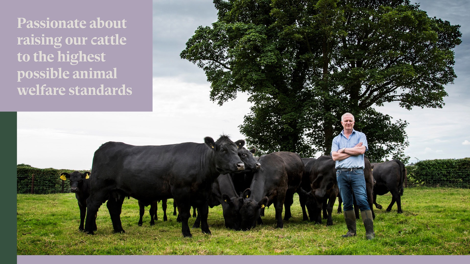 Cc cattle 1600x900